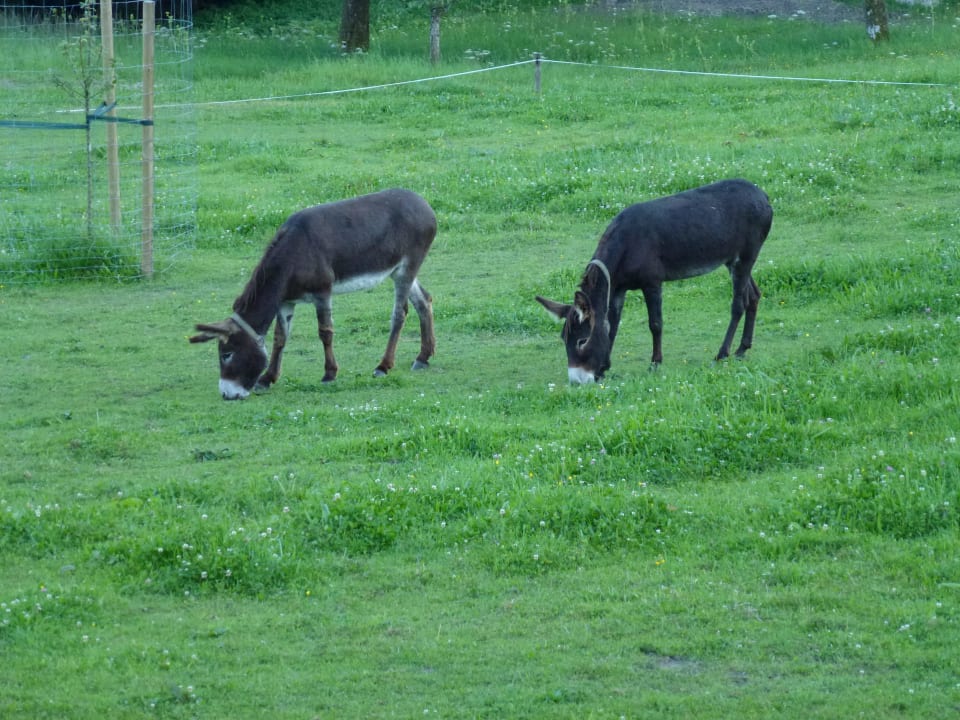 Freigehege Gasthof-Pension Druckerhof
