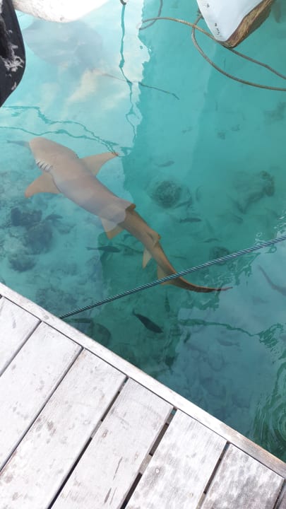 Sonstiges Kuredu Island Resort & Spa