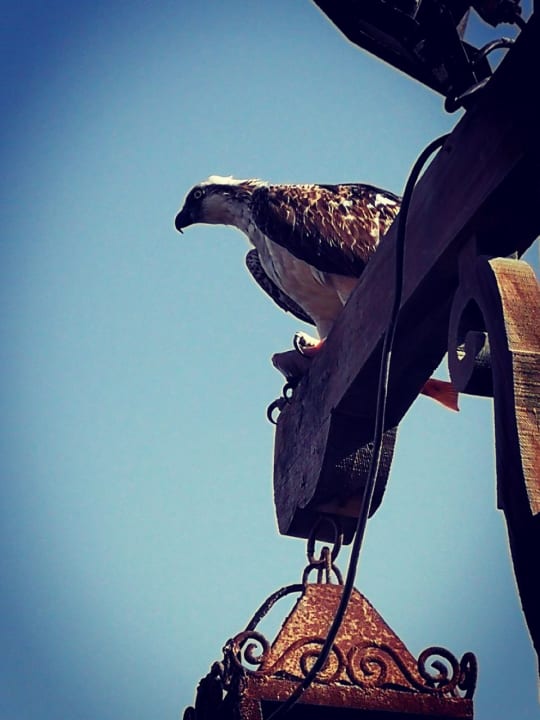 Sonstiges Pickalbatros Golf Beach Resort