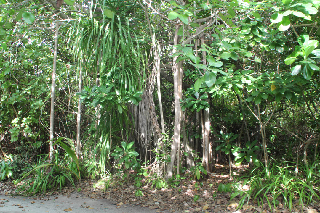 Gartenanlage Hondaafushi Island Resort
