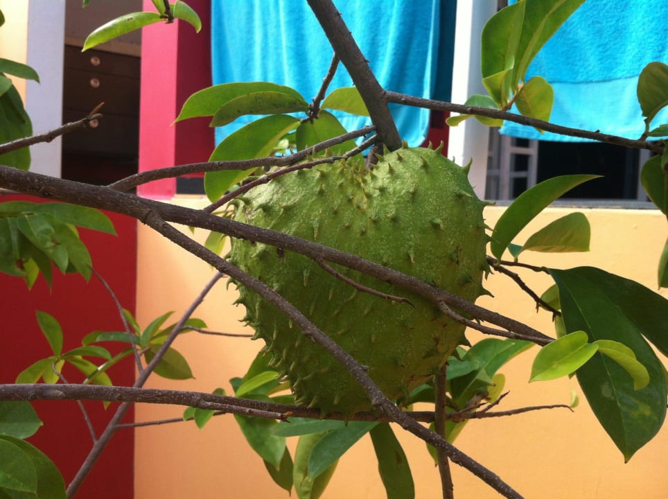 Guanabana Don Genaro Apartments