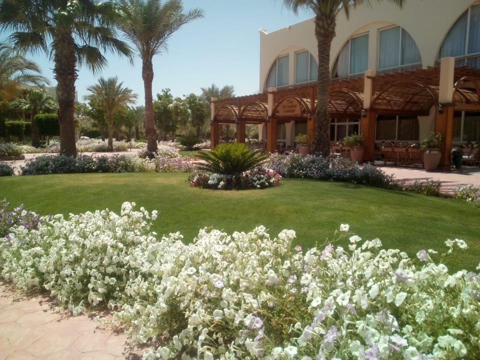 Gartenanlage Desert Rose