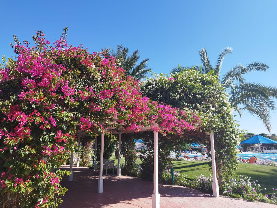 Außenansicht Desert Rose