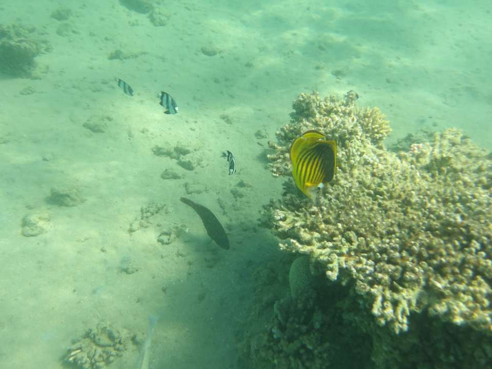 Strand Iberotel Makadi Beach