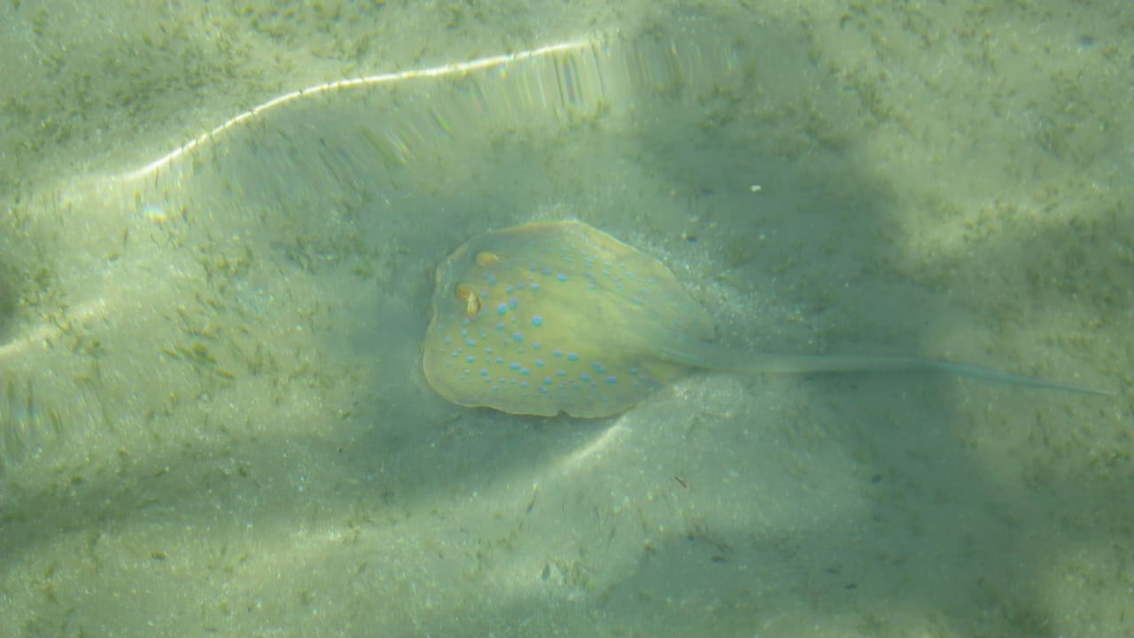 Kleiner Rochen im seichten Strandgebiet Cleopatra Luxury Resort Makadi Bay