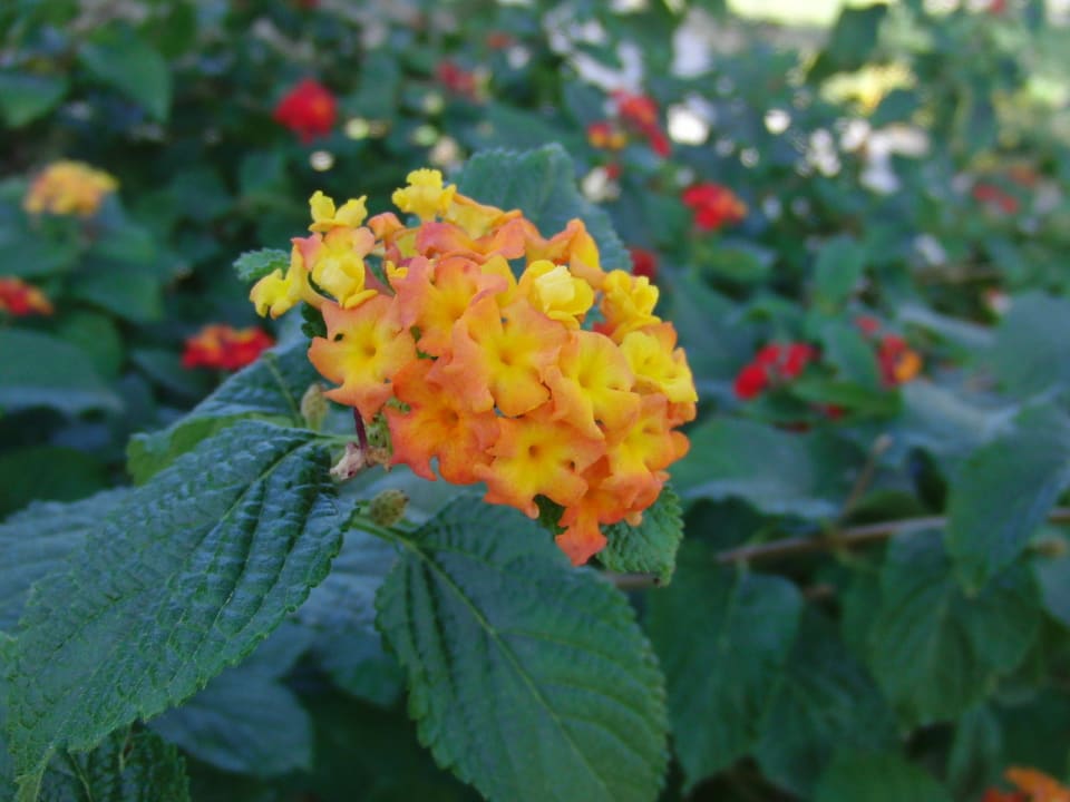 Gute-Laune-Blümchen Arum Barut Collection