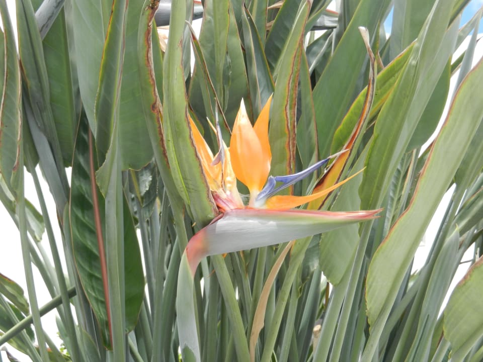 Überall Strelitzien Hotel Las Costas