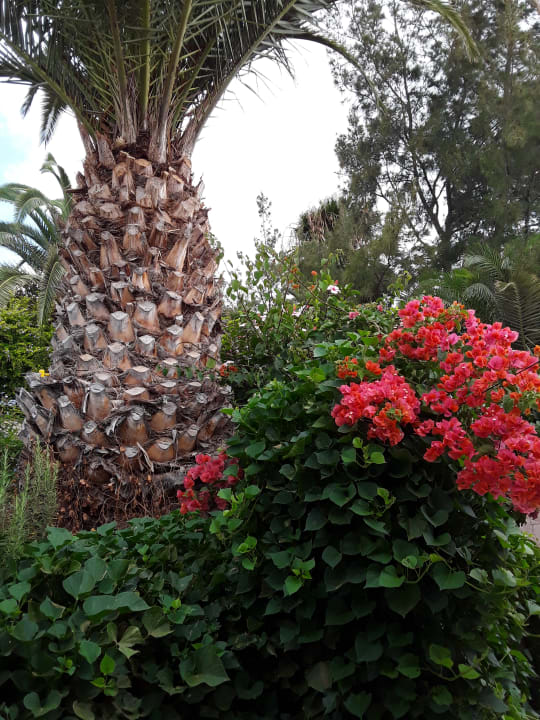 Gartenanlage Marina Playa Suite Hotel