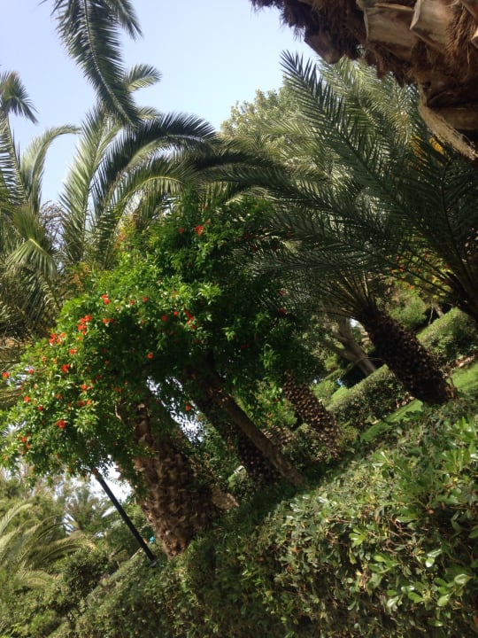 Palmen Apollonia Beach Resort & Spa
