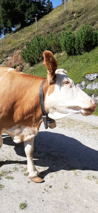 Sport & Freizeit Gut Wenghof - Family Resort