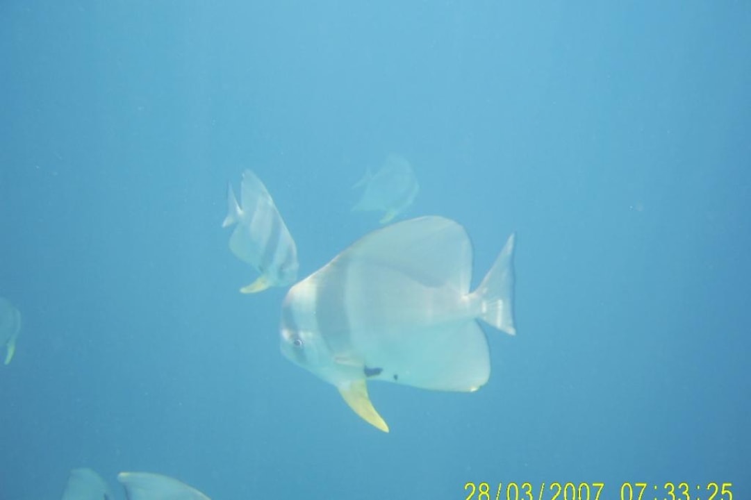 Papageienfisch Eri Maldives