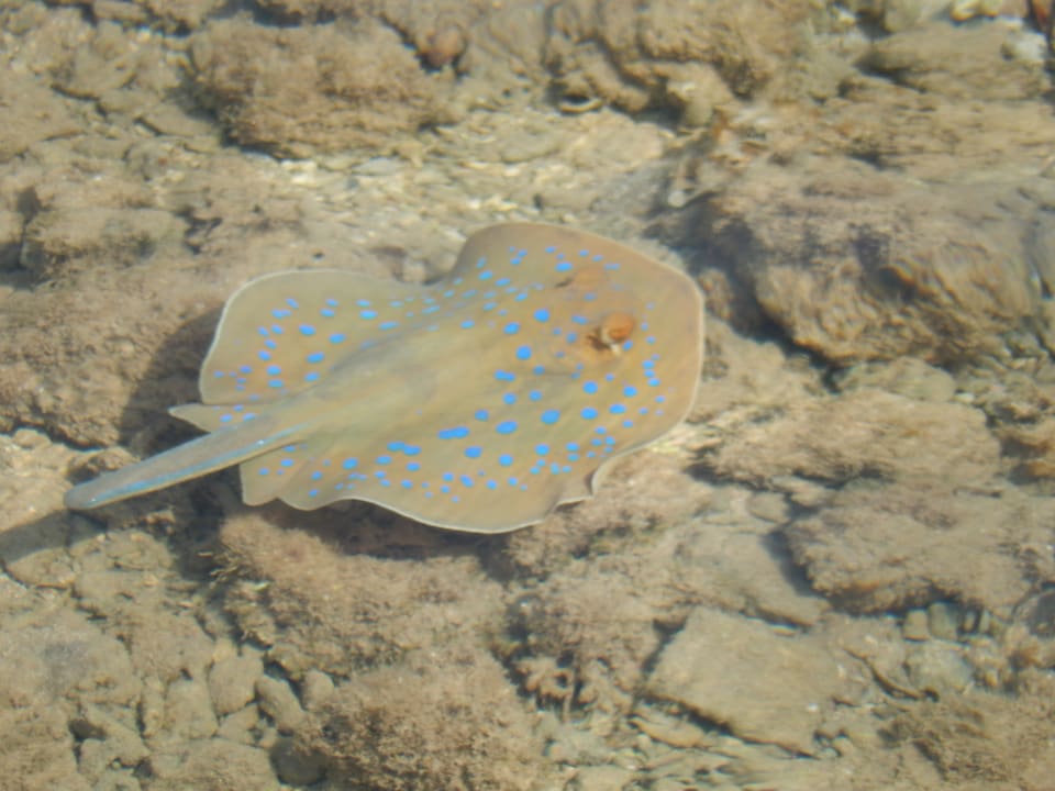 Strand Jaz Makadi Oasis Resort