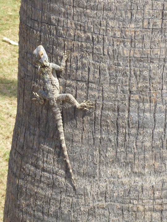 Gartenbewohner Top Hotel