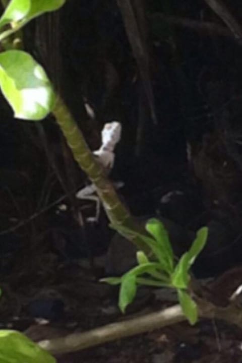 Gartenanlage Kuramathi Maldives