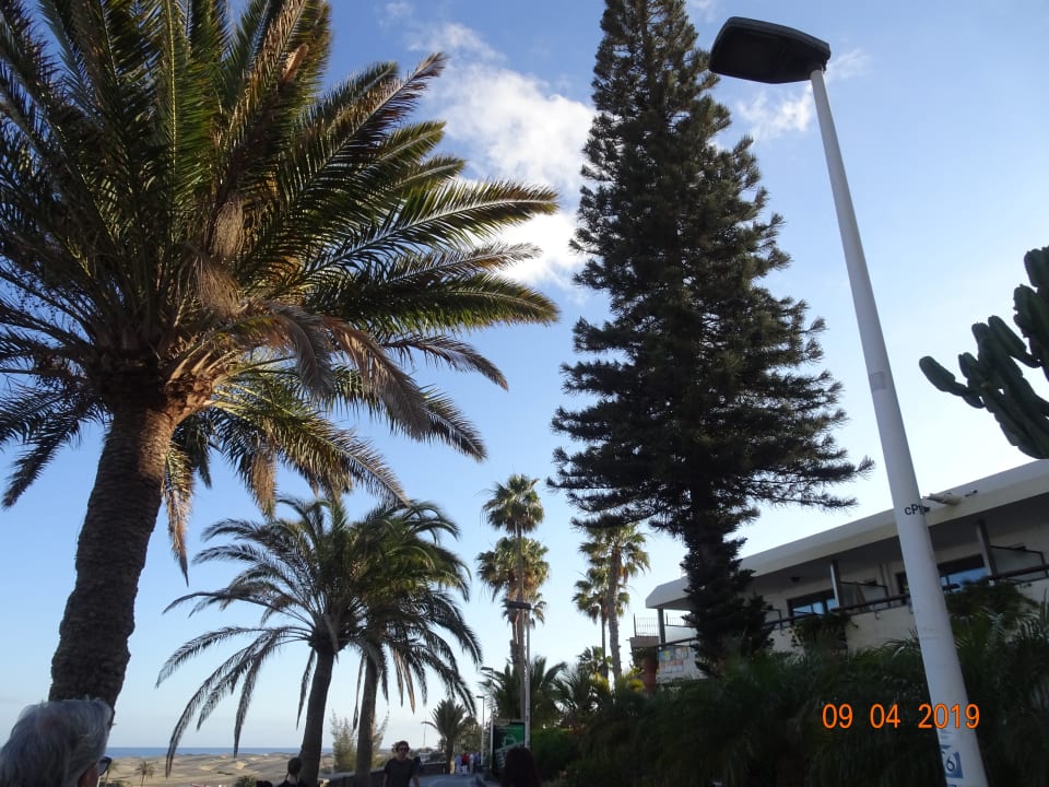 Ausblick Hotel Riu Palace Palmeras