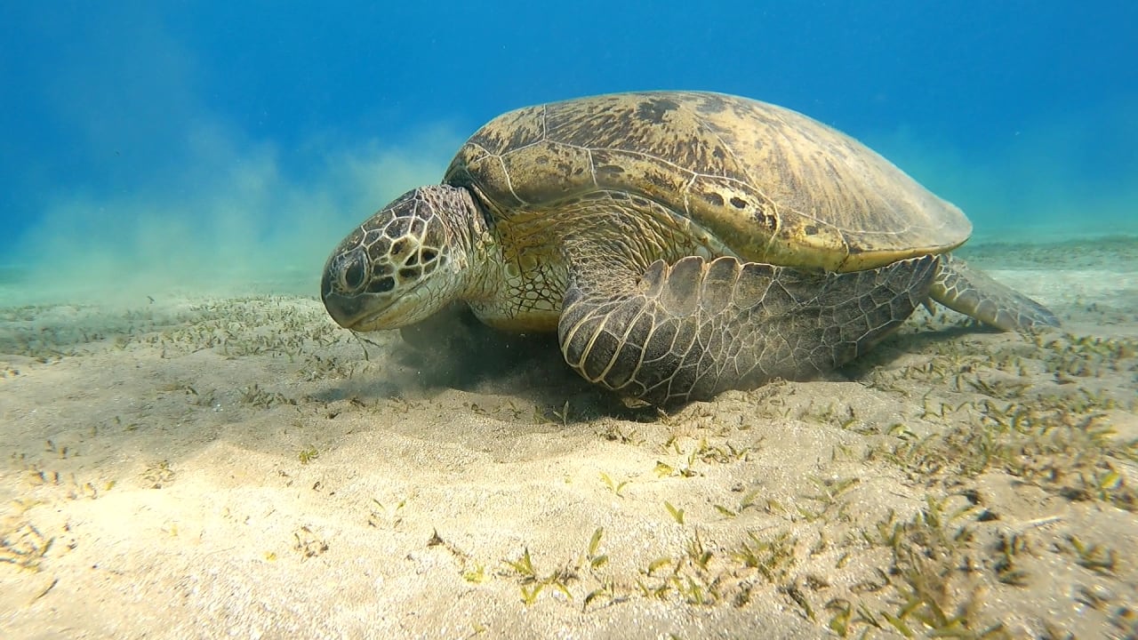 Sport & Freizeit Malikia Resort Abu Dabbab