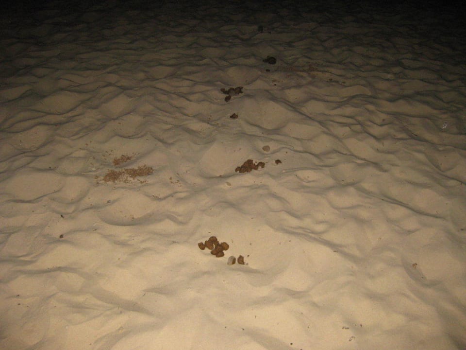 Pferdescheiße von den hoteleigenen Pferden Samira Club