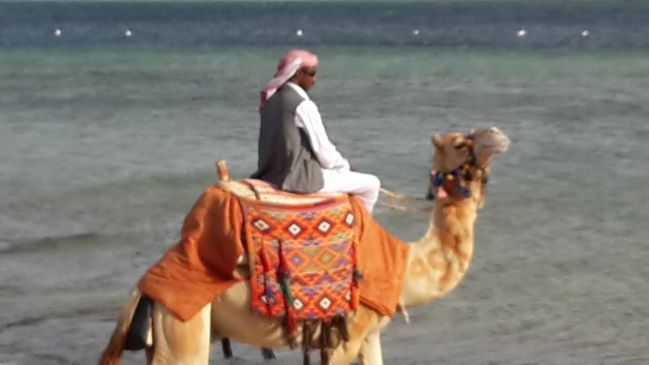 Oskar mit KamelGM Makadi Spa - Adults only