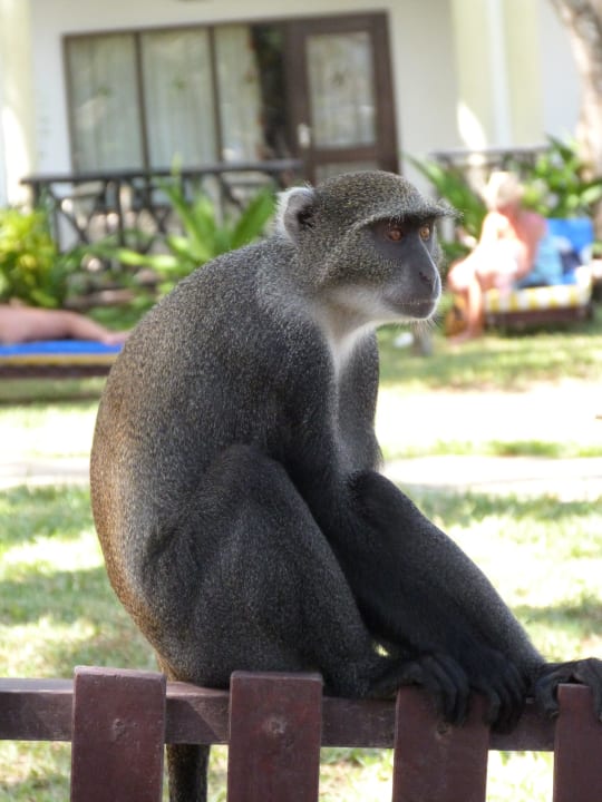 Affe auf Streifzug Hotel Papillon Lagoon Reef