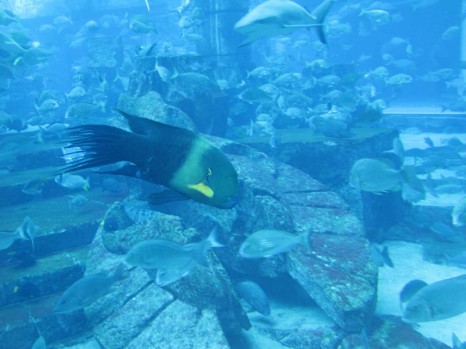 Vom Fernseher aufgenommen Atlantis, The Palm