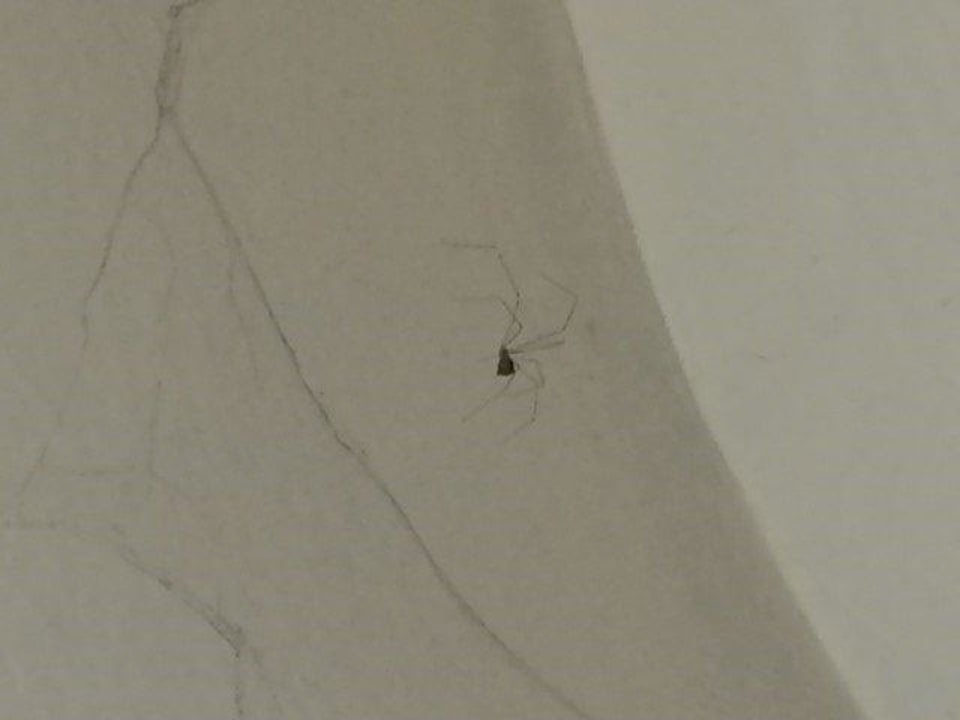 Spinne Nr3 von 3 InterContinental Bali Resort