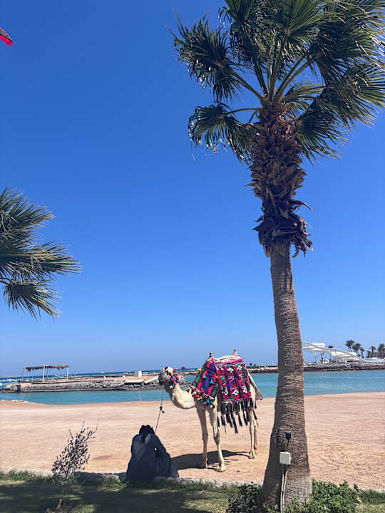 Gartenanlage Meraki Resort (Adults Only)