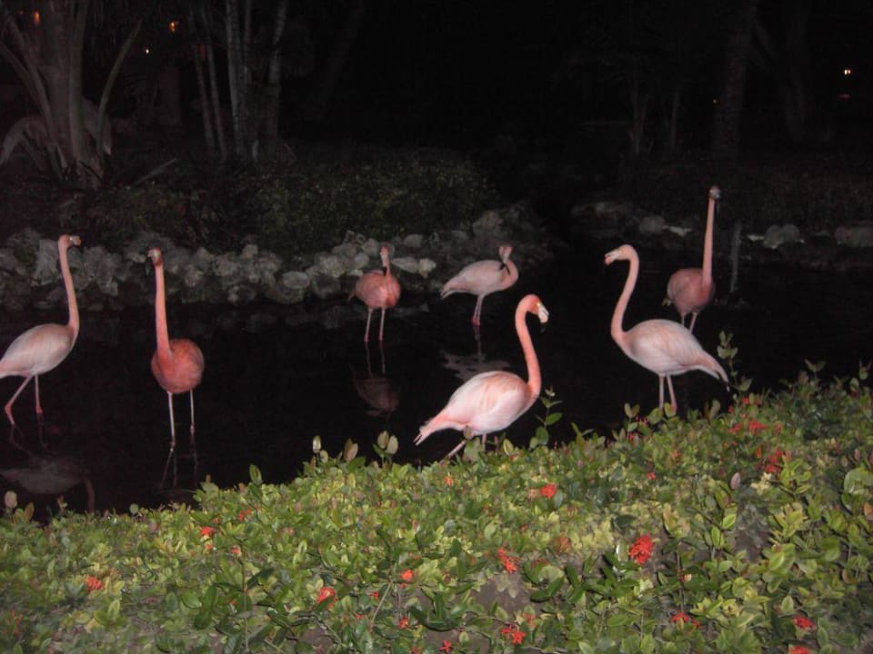 Flamingos for der Bavaro-Lobby Hotel Grand Palladium Palace Resort, Spa & Casino