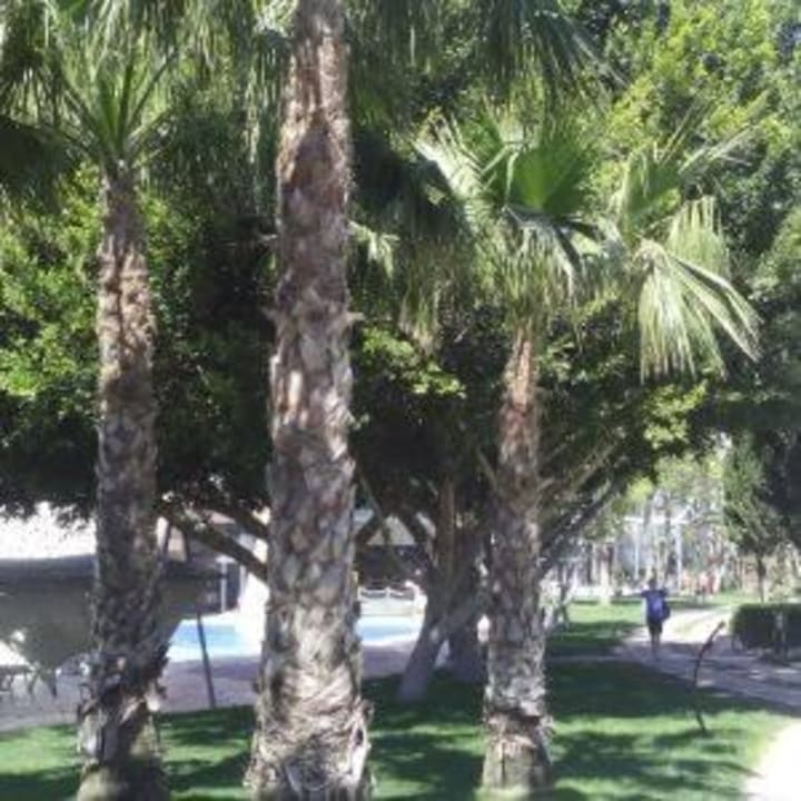 Природа на территории отеля Limak Limra Hotel & Resort