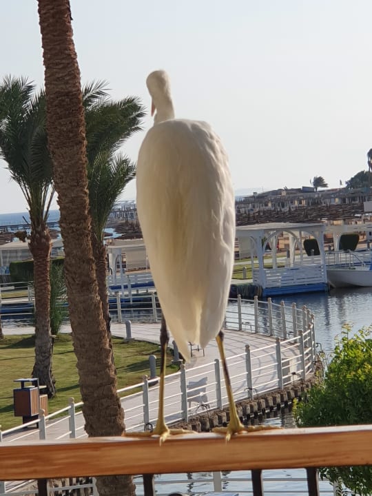 Ausblick Pickalbatros Dana Beach Resort - Hurghada