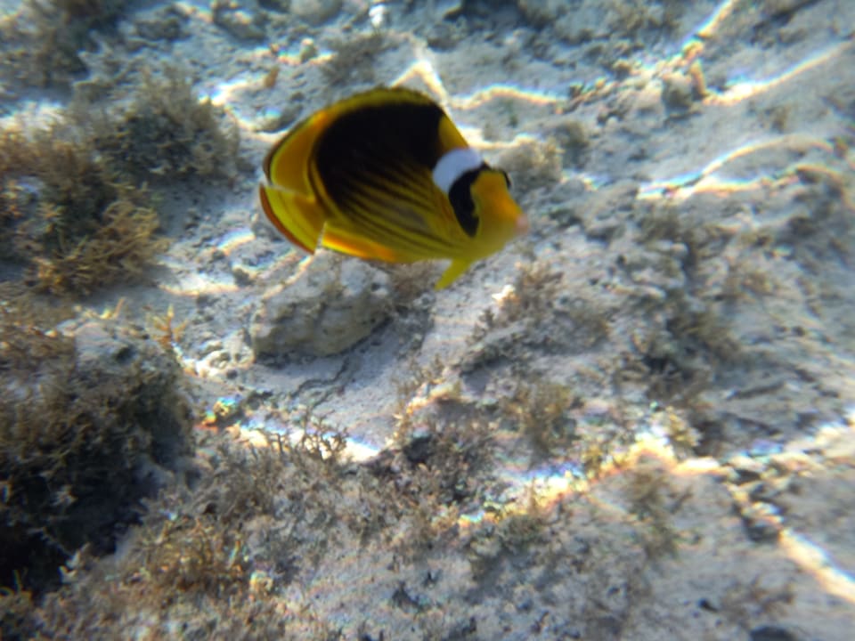 Sport & Freizeit Lazuli Hotel Marsa Alam