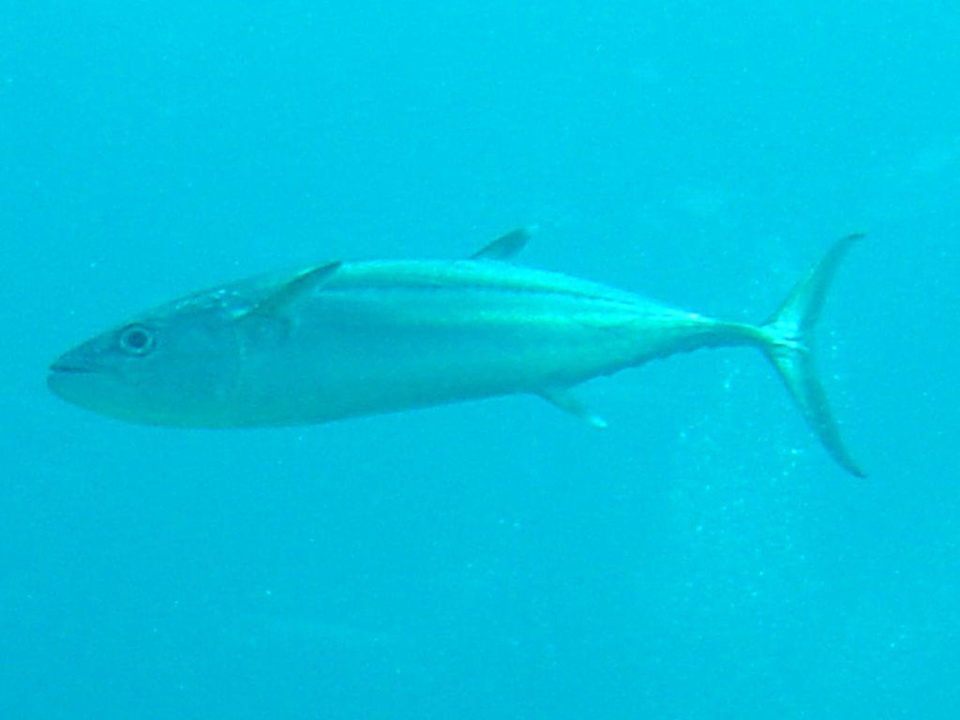 Tuna ganz nah Hotel J Resort Alidhoo