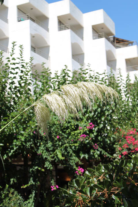 Außenansicht Apollonia Beach Resort & Spa