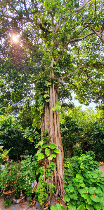 Gartenanlage NH Collection Maldives Reethi Resort