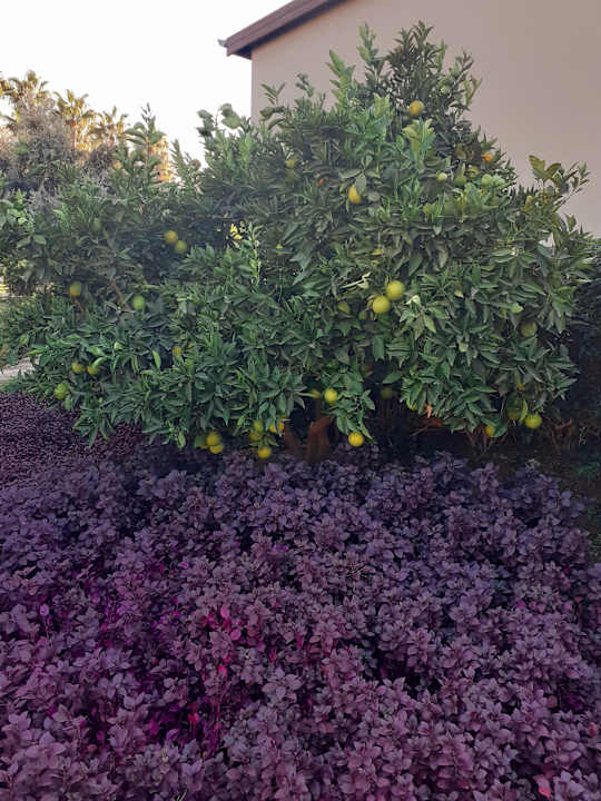 Gartenanlage Arum Barut Collection
