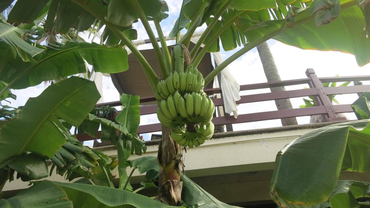 Bananen Cape Panwa Hotel