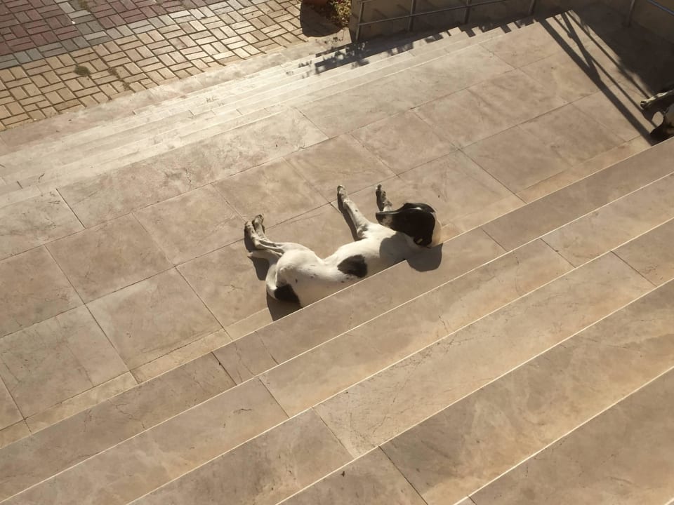 Auch Hunde brauchen eine Pause  Solivia Hotel