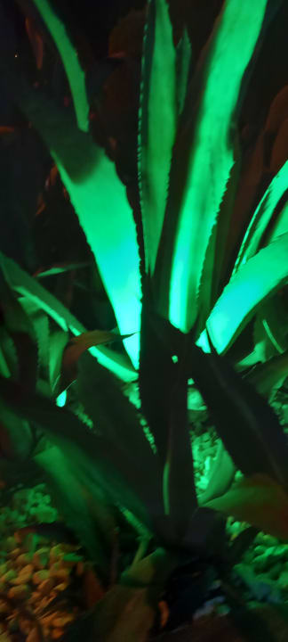 Gartenanlage Dream World Palace Hotel