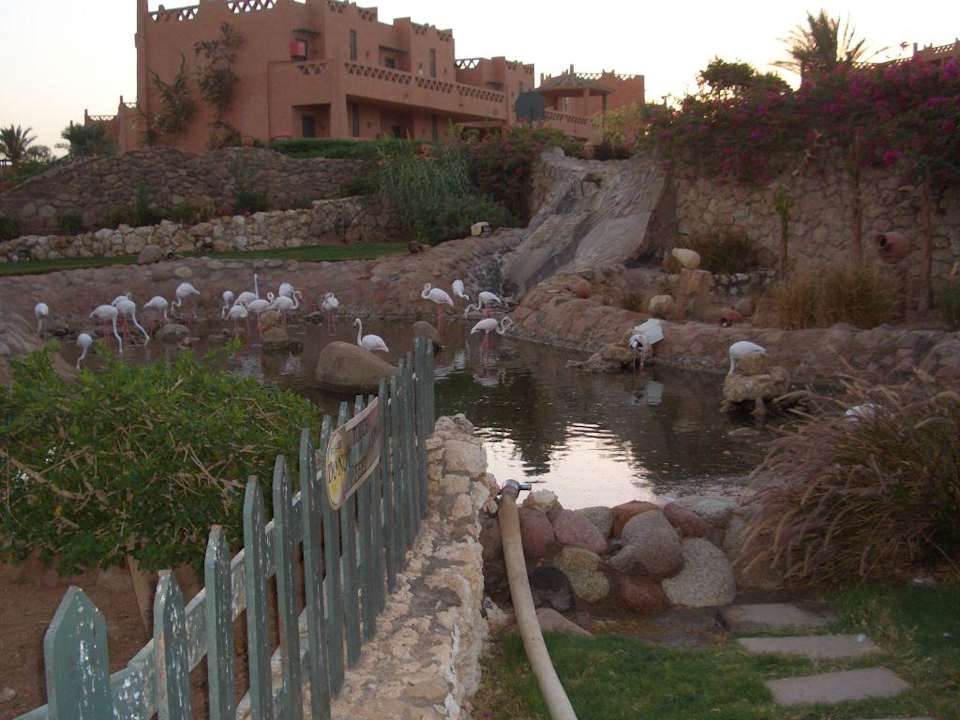 Flamingos in der Hotelanlage Hotel Hauza Beach Resort