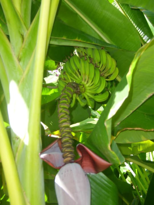 Bananen Club Dizalya
