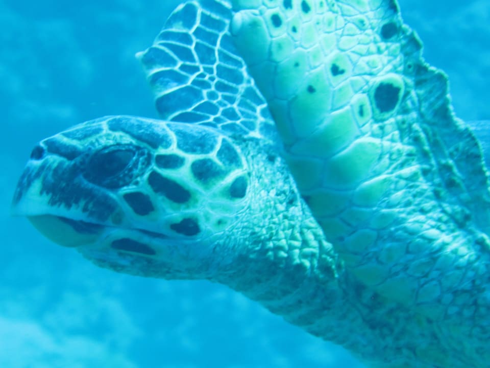 Und auch Schildkröten fehlen nicht Coral Sun Beach