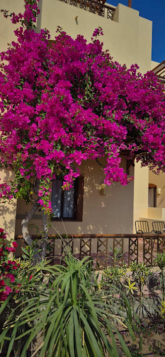 Außenansicht Steigenberger Coraya Beach - Adults only