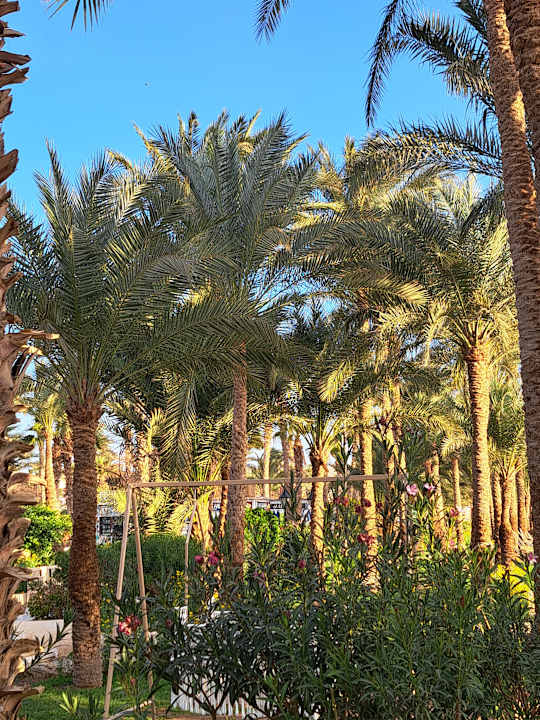 Gartenanlage The Grand Palace - Adults only