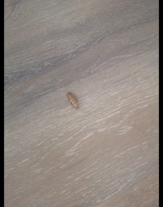 Zimmer H10 Ocean Suites