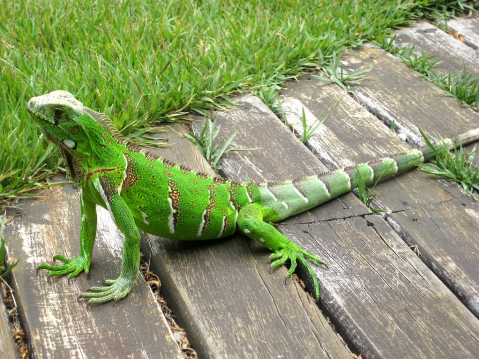 Grüner Leguan im Hotel Hotel Costa do Sauípe Club