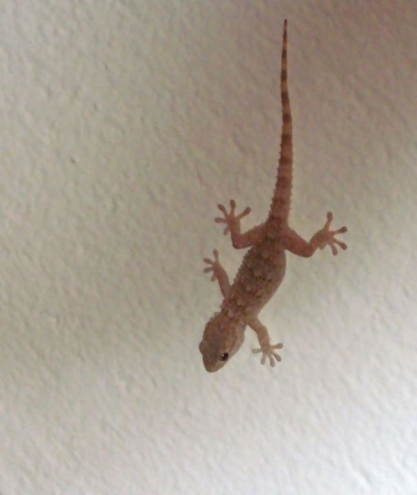 Gekon Hotel Medi Sea