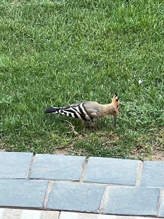 Sonstiges Pickalbatros Aqua Vista Resort - Hurghada