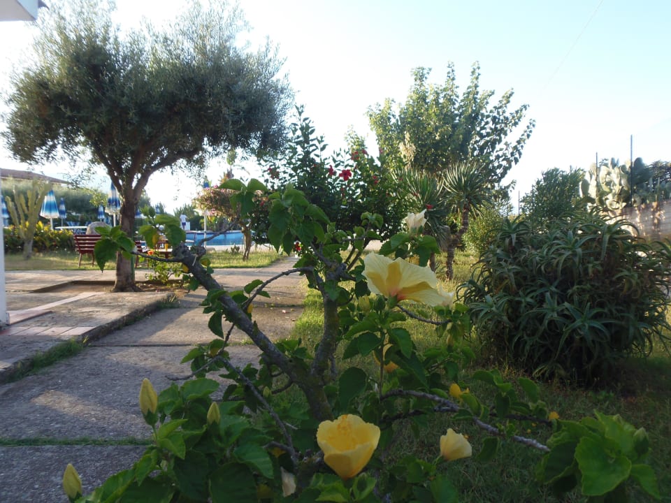 Es blüht Hotel Il Gattopardo