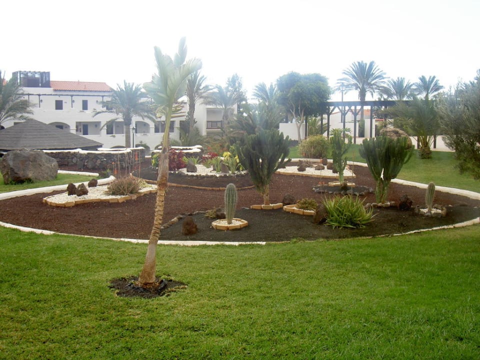 Palmen und Kakteen TUI MAGIC LIFE Fuerteventura