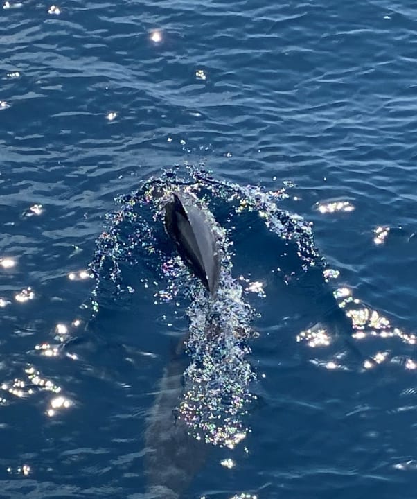 Sport & Freizeit Adaaran Select Meedhupparu Island Resort - Premium All Inclusive