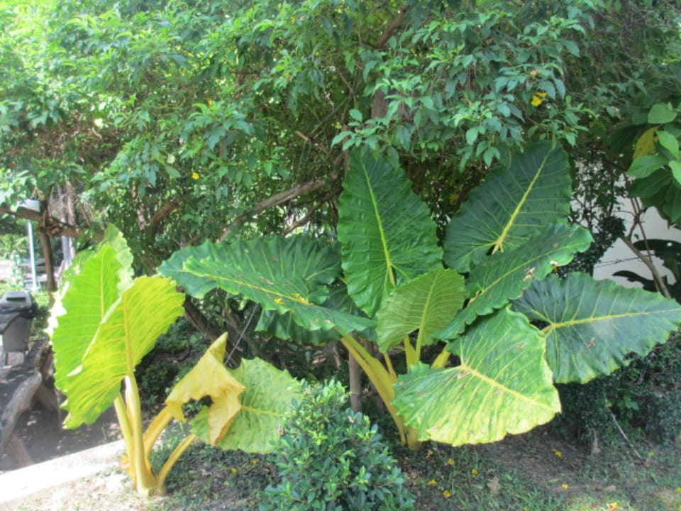 Außenansicht Hotel Garden Lodge